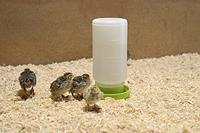 Pluimvee drinktoren 1 liter groen - thumbnail