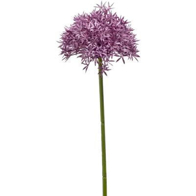 Allium