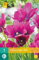 Tulp Night club 7 bollen - thumbnail