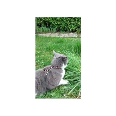 Aime tuigje voor katten, nylon, rood/wit, set met wandelingen en reflecterende motieven