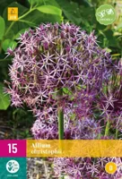 Allium christophii bloembollen 15 bollen Sierui JUB - Jub - thumbnail