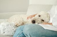 TRIXIE SOFA BED HARVEY MEUBELBESCHERMER HOEKIG WIT / ZWART 70X90 CM - thumbnail