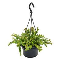 Crassula hottentot S hangplant - thumbnail