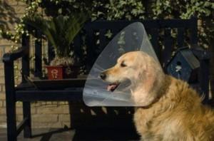 BZ PLASTIC HONDENKRAAG 22-25 7.5