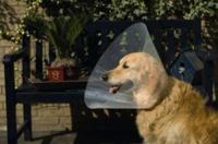 BZ PLASTIC HONDENKRAAG 38-44 20 - thumbnail