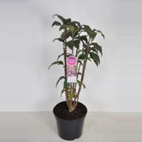 Sering (syringa villosae "Minuet") - 80-100 cm - 1 stuks - thumbnail