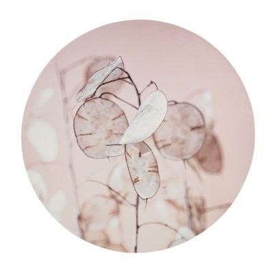 Wanddecoratie Judaspenning hout 38 cm | 8 stuks