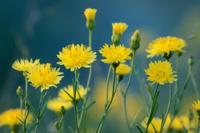 Muizenoor - thumbnail