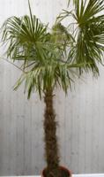 Winterharde Palmboom stamhoogte 100 cm en hoogte 225 cm Trachycarpus Warentuin Natuurlijk - Warentuin natuurlijk - thumbnail