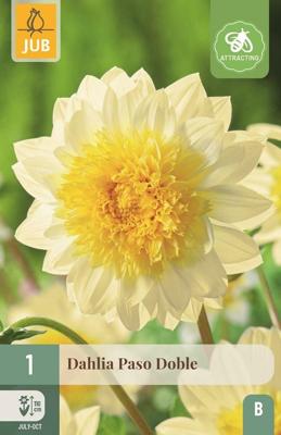 Dahlia Paso Doble 1 st Jub Dahlia JUB - Jub