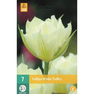 Tulp white valley 7 bollen