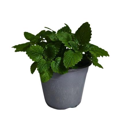 Citroenmelisse Melissa kruidenplant Warentuin Natuurlijk - Warentuin natuurlijk