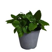 Citroenmelisse Melissa kruidenplant Warentuin Natuurlijk - Warentuin natuurlijk - thumbnail