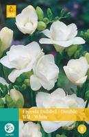 Bloembollen Freesia Dubbel Wit 15st - thumbnail
