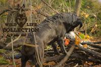 Wild Life Collection Wildlife Pluche speelgoed voor honden - thumbnail