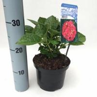 Hydrangea Macrophylla "Alpenglühen" boerenhortensia - thumbnail