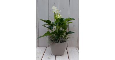 Flamingoplant Anthurium wit in taupe pot 40 cm Warentuin Natuurlijk - Warentuin natuurlijk