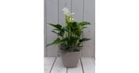 Flamingoplant Anthurium wit in taupe pot 40 cm Warentuin Natuurlijk - Warentuin natuurlijk - thumbnail