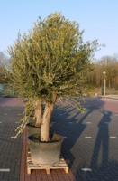 Olijfboom Olea stamhoogte 85 cm en boomhoogte 260 cm XXL Warentuin Natuurlijk - Warentuin natuurlijk - thumbnail