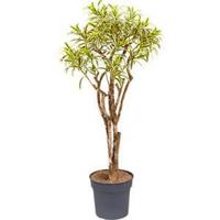 Dracaena Pleomele song of india L kamerplant - thumbnail