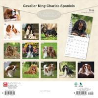 Cavalier King Charles Spaniel Kalender 2026 - thumbnail