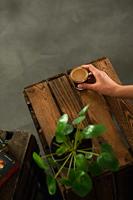 Café Royal - Nespresso PRO Compatible Pads - Cafeïnevrij - thumbnail