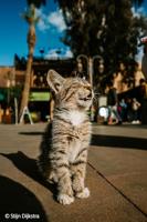 Sony FE 16mm F/1.8 G - thumbnail