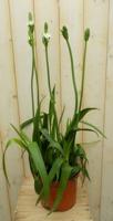 Zuidenwindlelie Ornithogalum thyrsoides Warentuin Natuurlijk - Warentuin natuurlijk - thumbnail