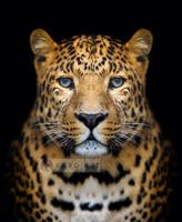 Afbeelding op acrylglas - Luipaard - thumbnail