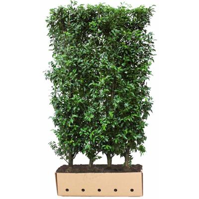 Kant & klaar haag Prunus lusitanica Angustifolia 200 x 100 cm breed Portugese laurier Quickhedge - Quickhedge