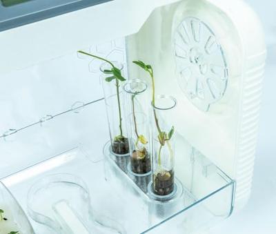 Clementoni Wetenschap Plantenkas met Temperatuur Meter Clementoni Wetenschap Plantenkas met Temperatuur Meter