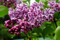 Sering op stam - thumbnail