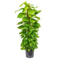 Scindapsus epipremnum aureum mosstok 150 M kamerplant - thumbnail