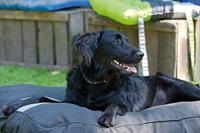 Madison friends hondenkussen panama grijs - thumbnail