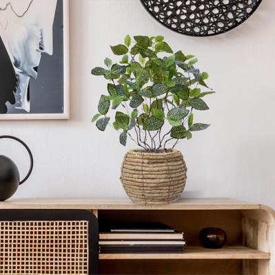 Fittonia Mont Blanc kunstplant 50cm