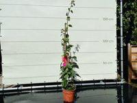 Bougainvillea piramide rood - thumbnail