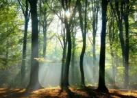 Alexsar Art Tuinschilderij zonnestraal 70x50cm - thumbnail