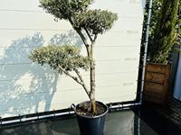 Olijfboom Pon Pon - Olea Europaea - thumbnail