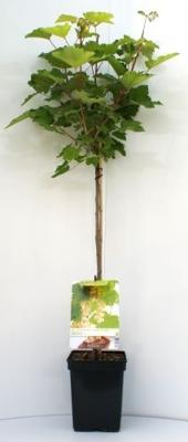 Witte bes op stam Witte bes op stam