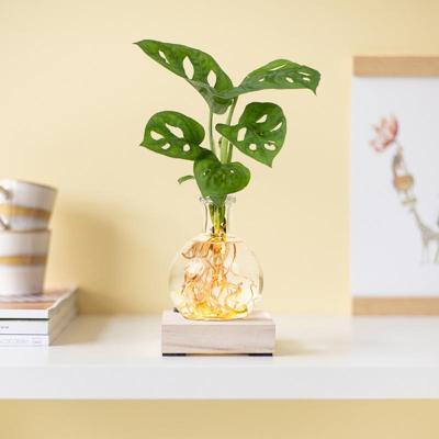 Monstera Adansonii - Lichtplantje Monstera Adansonii - Lichtplantje