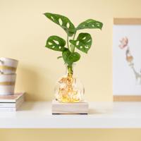 Monstera Adansonii - Lichtplantje - thumbnail