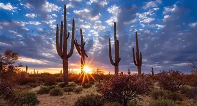 Alexsar Art Tuinschilderij cactussen 130x70cm Alexsar Art Tuinschilderij cactussen 130x70cm