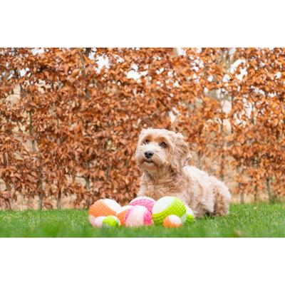 Dog Comets Glow In The Dark Moon Bal M Roze