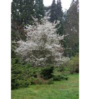 Krentenboompje - thumbnail