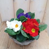 Primula Holland plantenbakje buiten Warentuin Natuurlijk - Warentuin natuurlijk - thumbnail