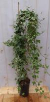 Hedera klimop 80 cm groenblijvend witbont Warentuin Natuurlijk - Warentuin natuurlijk - thumbnail