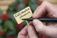 Moestuin Tuinstiften Watervast 2 stuks - thumbnail