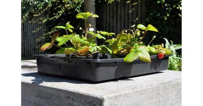 3 stuks! Container 15 L - Royal well