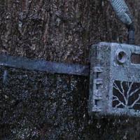 Zeiss Secacam Tree Strap (2x) - thumbnail