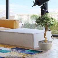 Shirakashi kunst bonsai op stam 100cm - thumbnail